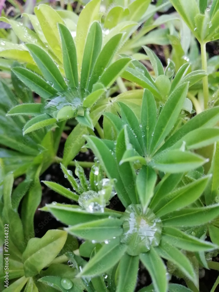 Obraz premium 水玉