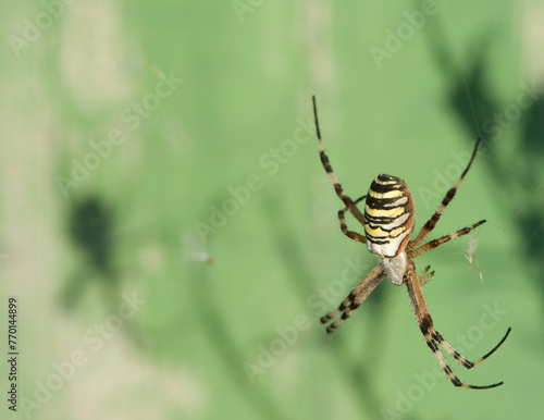 Wasp spider (Argiope bruennechi) in web and his shadow. Maristella. Alghero, Sardinia. Italy..
