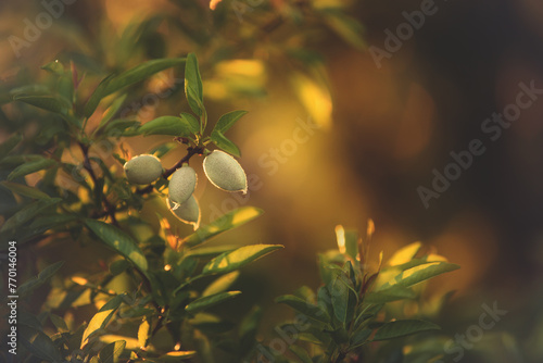 Almond tree branch with green almond fruit in Greece at sunset. Close up of almond nuts. Background