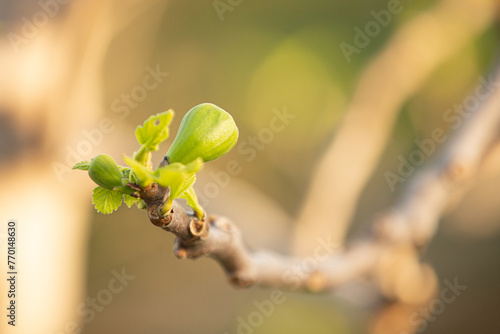Close-up of Young figs on the branch of a fig tree on the branch of a fig tree in Greece.