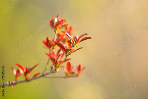 Young pomegranate leaves at spring time, selective focus. Pomegranate's branch in Greece. Background