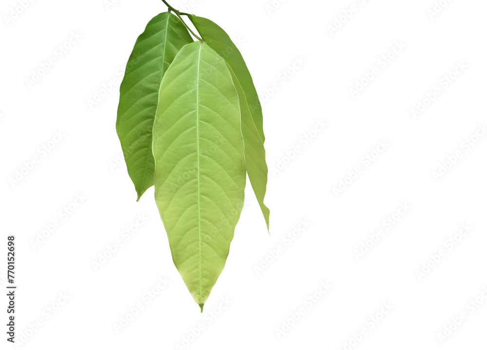 Obraz premium Isolated green leaves of lagerstroemia speciosa or queen crepe myrtle on white background with clipping paths 