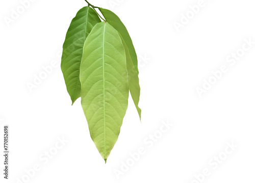 Isolated green leaves of lagerstroemia speciosa or queen crepe myrtle on white background with clipping paths 