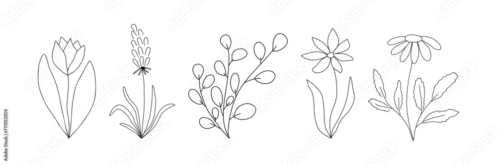 Botanical art set. Hand drawn continuous line drawing of wildflowers, floral, tulip, primrose, chamomile, leaves, spring and summer leaf. Vector illustration.