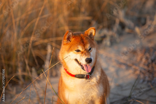 Portrait of cute Red shiba inu dog is walking at the seaside during the sunset in Greece.