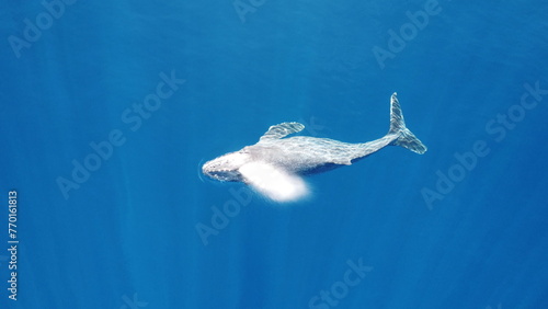 Fototapeta Naklejka Na Ścianę i Meble -  Whales swimming in the ocean, photos taken via drone