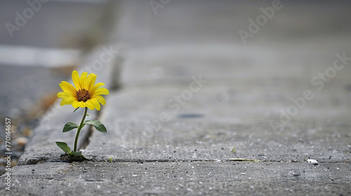 Flower growing out of concrete sidewalk. 