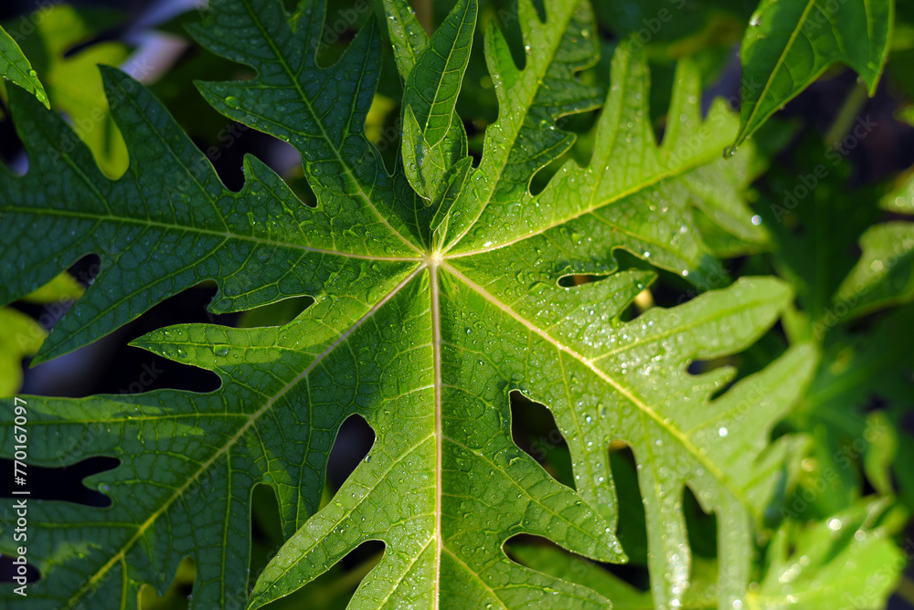 dew drops sticking to papaya leaves dew drops sticking to papaya leaves