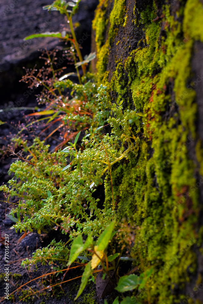 grass and moss attached to rocks and soil grass and moss attached to rocks and soil