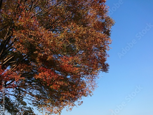 大きいケヤキの木の紅葉