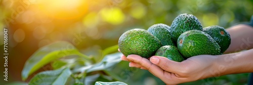 Creamy avocado held in hand, avocado selection on blurred background with copy space