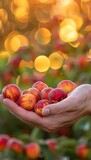 Fresh nectarine held in hand against blurred background with copy space for text placement