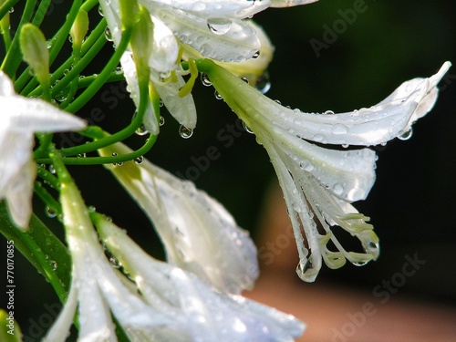 flor branca e orvalho da manha  photo