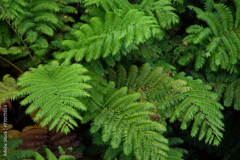 亜熱帯植物、シダ、緑、沖縄、八重山、南国、夏、植物、 亜熱帯植物、シダ、緑、沖縄、八重山、南国、夏、植物、