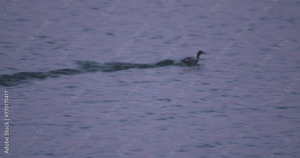 Grebe bird paddles across the water surface beating wings quickly take off aborted Grebe bird paddles across the water surface beating wings quickly take off aborted