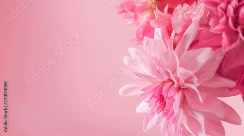 pink dahlias blossoms on side of pastel rose colored background with copy space © Jakob