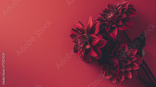 bunch of dark red dahlias flowers on side of pastel red colored background with copy space photo