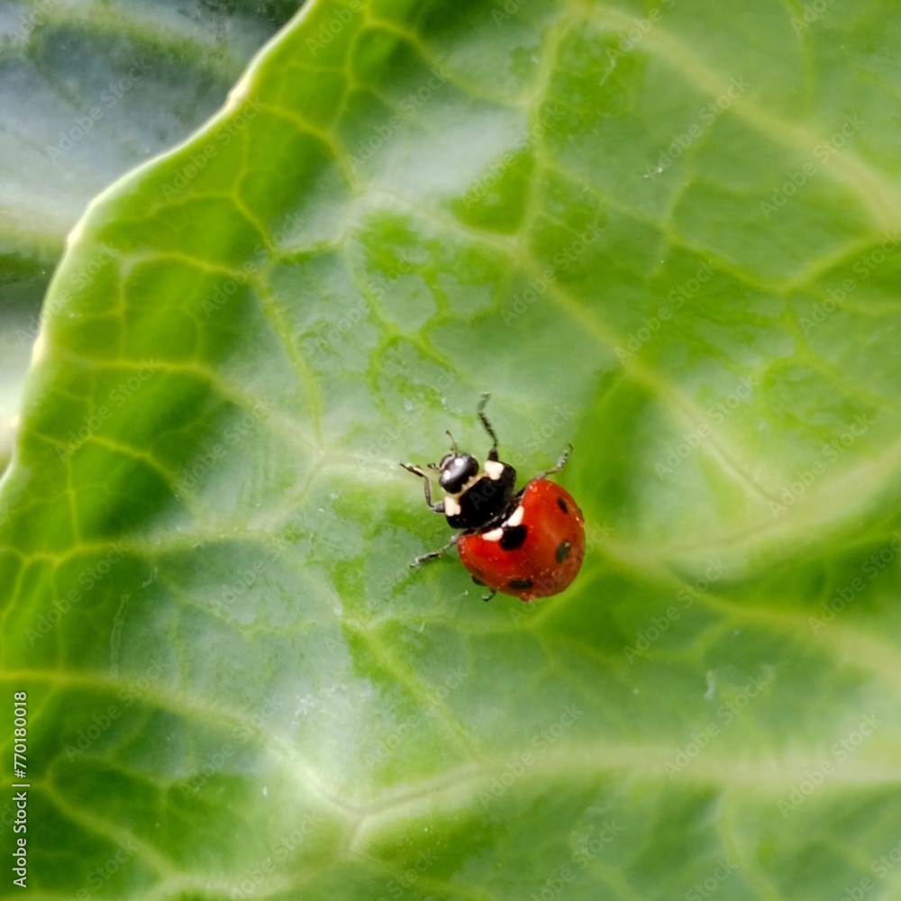 Ladybug: In the field a red ladybug is on a green leaf of cabbage.In Pakistan Ladybug: In the field a red ladybug is on a green leaf of cabbage.In Pakistan