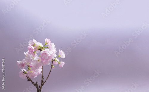 桜　sakura cherry blossoms