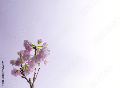 桜　sakura cherry blossoms