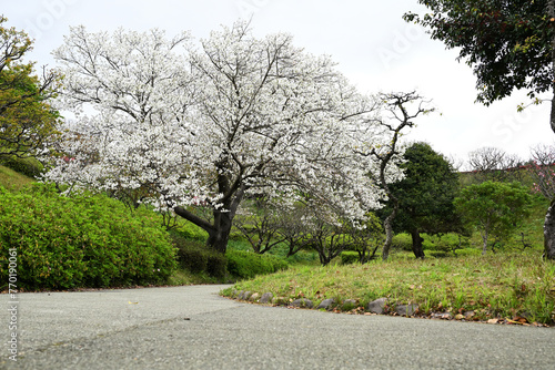 吉野公園の大島桜