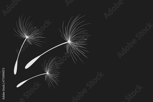 Vector illustration dandelion time. Black Dandelion seeds blowing in the wind. The wind inflates a dandelion isolated on black background.