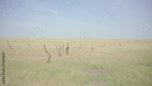 Drone shot of herd of Giraffes in Masai Mara photo