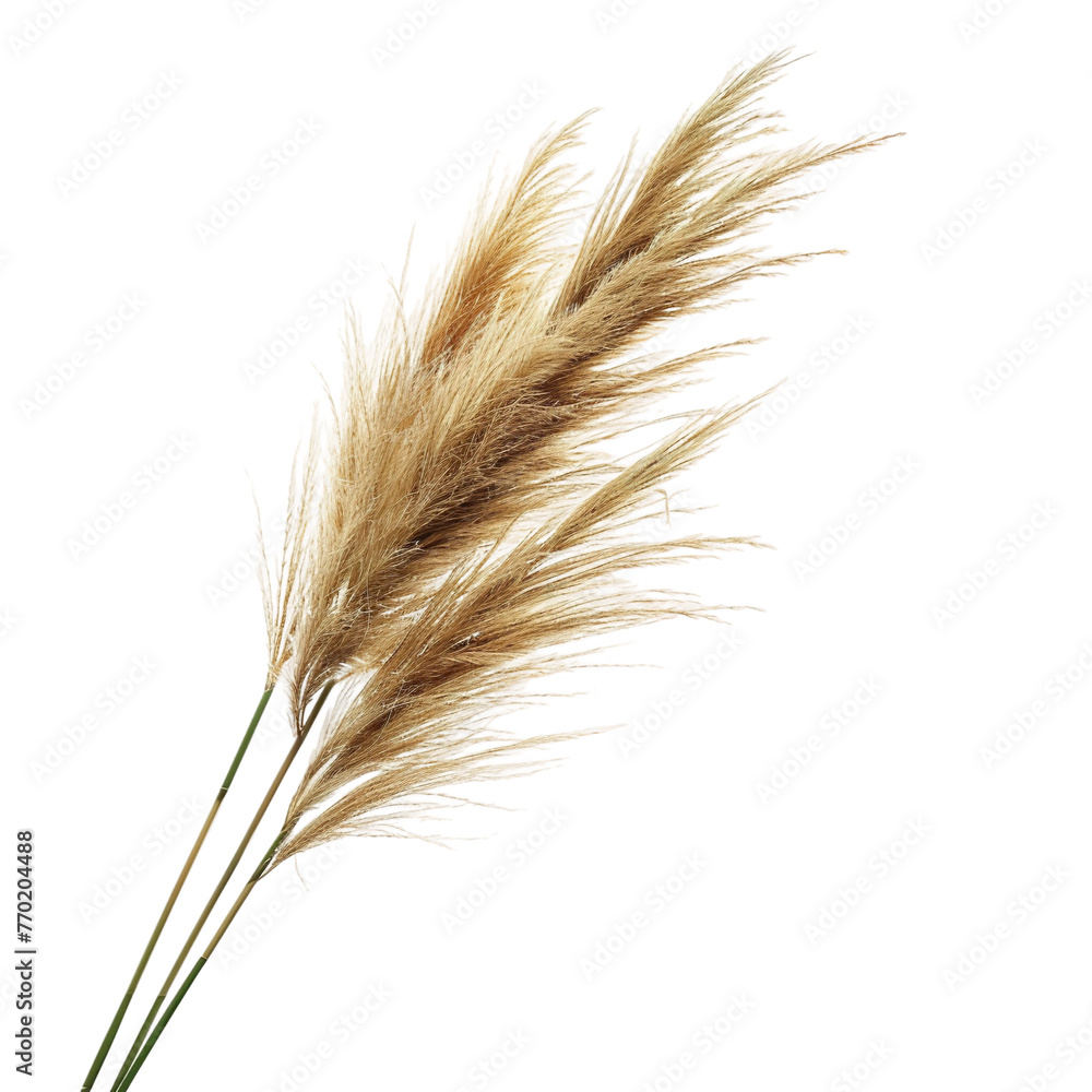 Beautiful Bani Bissap Breeze isolated on white background Beautiful Bani Bissap Breeze isolated on white background