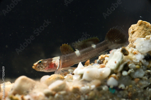 Splechtna's goby fish - DIDOGOBIUS SPLECHTNAI, Alghero, Sardinia, Italygobius photo