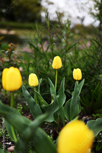 黄色のかわいいチューリップの春花