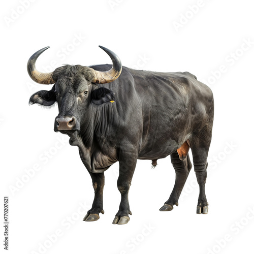 Beautiful buffalo isolated on white background