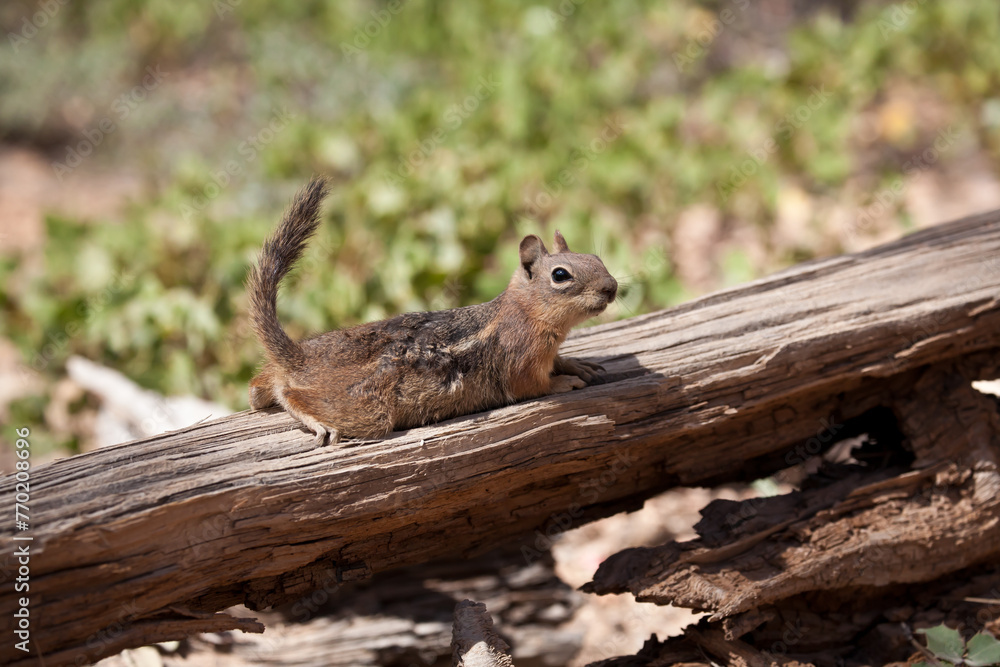squirrel on a tree He eats hazelnuts and almonds squirrel on a tree He eats hazelnuts and almonds