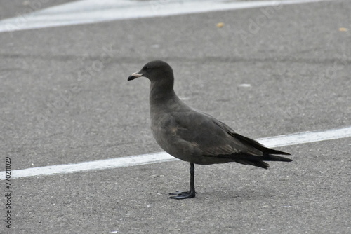 herrmann's gull photo