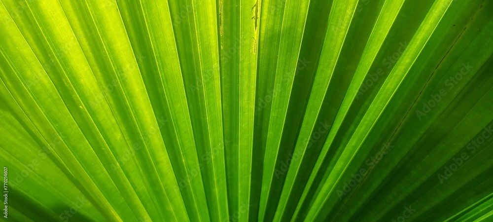 Obraz premium palm leaf texture natural tropical green leaf close up