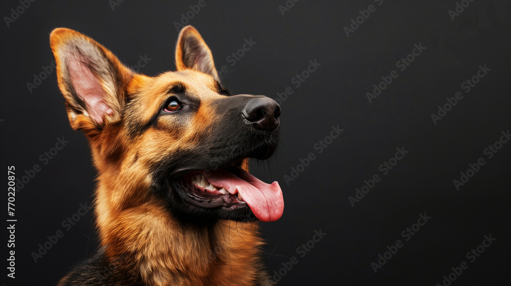 German shepherd portrait in a studio, dog lover, dog breed