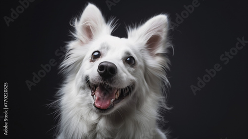 Portrait of border collie puppy in a studio, happy dog, white dog, dog breed