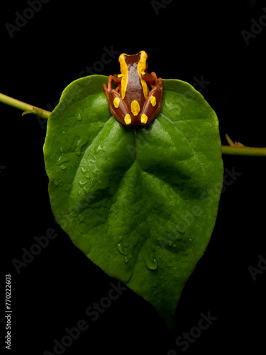Dendropsophus leucophyllatus. Treefrog on leaf. photo