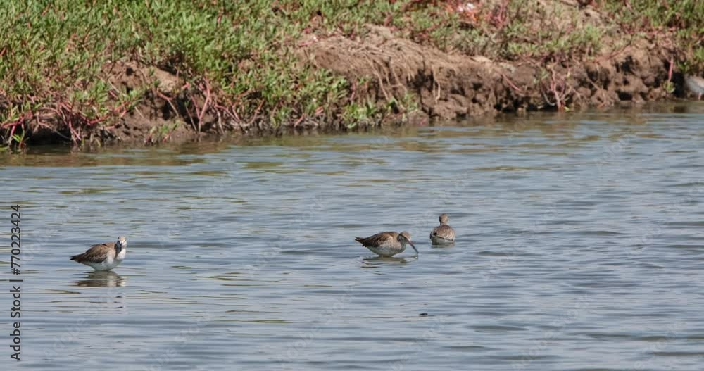 Three individuals seen foraging while the one individual goes to the left, Common Redshank or Redshank Tringa totanus, Thailand Three individuals seen foraging while the one individual goes to the left, Common Redshank or Redshank Tringa totanus, Thailand