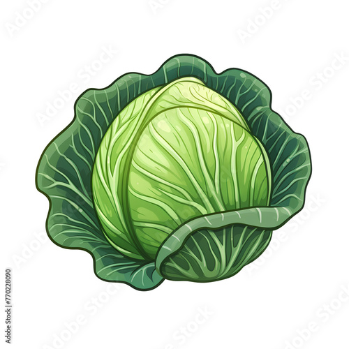cabbage isolated, transparent background white background no background