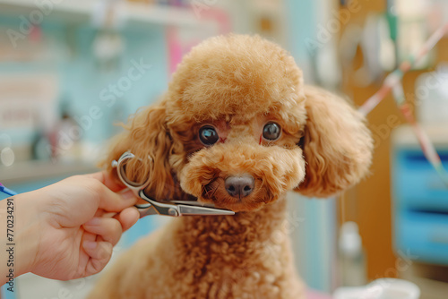 the dog gets a comb combed at the salon