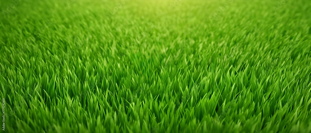Beautiful lush green grass background on the lawn outdoors in morning. Spring summer natural background. Beautiful lush green grass background on the lawn outdoors in morning. Spring summer natural background.