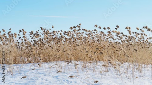 Wallpaper Mural The reeds on the lake in winter are swaying in the wind. Blue sky. Beauty is in nature. Winter landscape. Torontodigital.ca