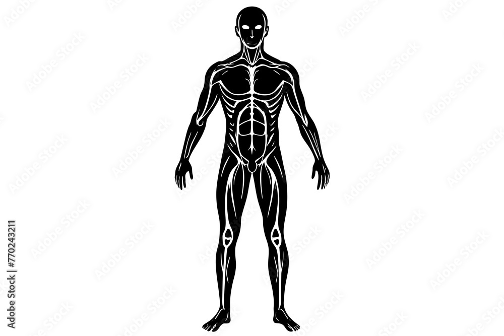 human body silhouette vector illustration