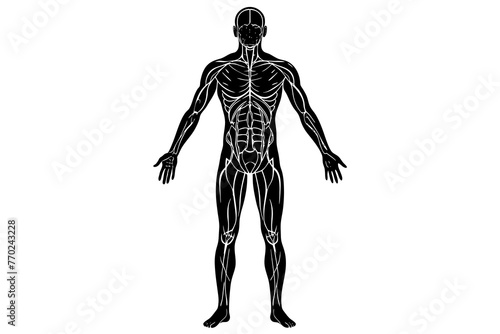 human body silhouette vector illustration