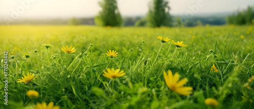 Beautiful green grass and wild yellow flowers on the lawn outdoors in morning. Spring summer natural background. 