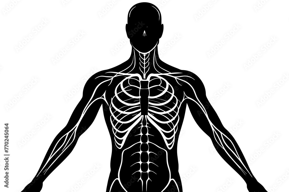 human body silhouette vector illustration