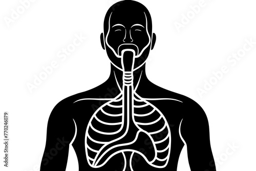 esophagus silhouette vector illustration