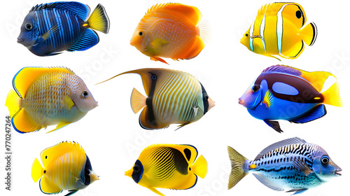 Ocean fish, tropical fish transparent pictures