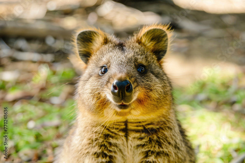 A delightful close-up of a smiling quokka with a friendly expression