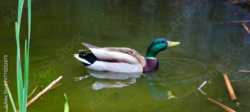 Mallard Duck in the pond